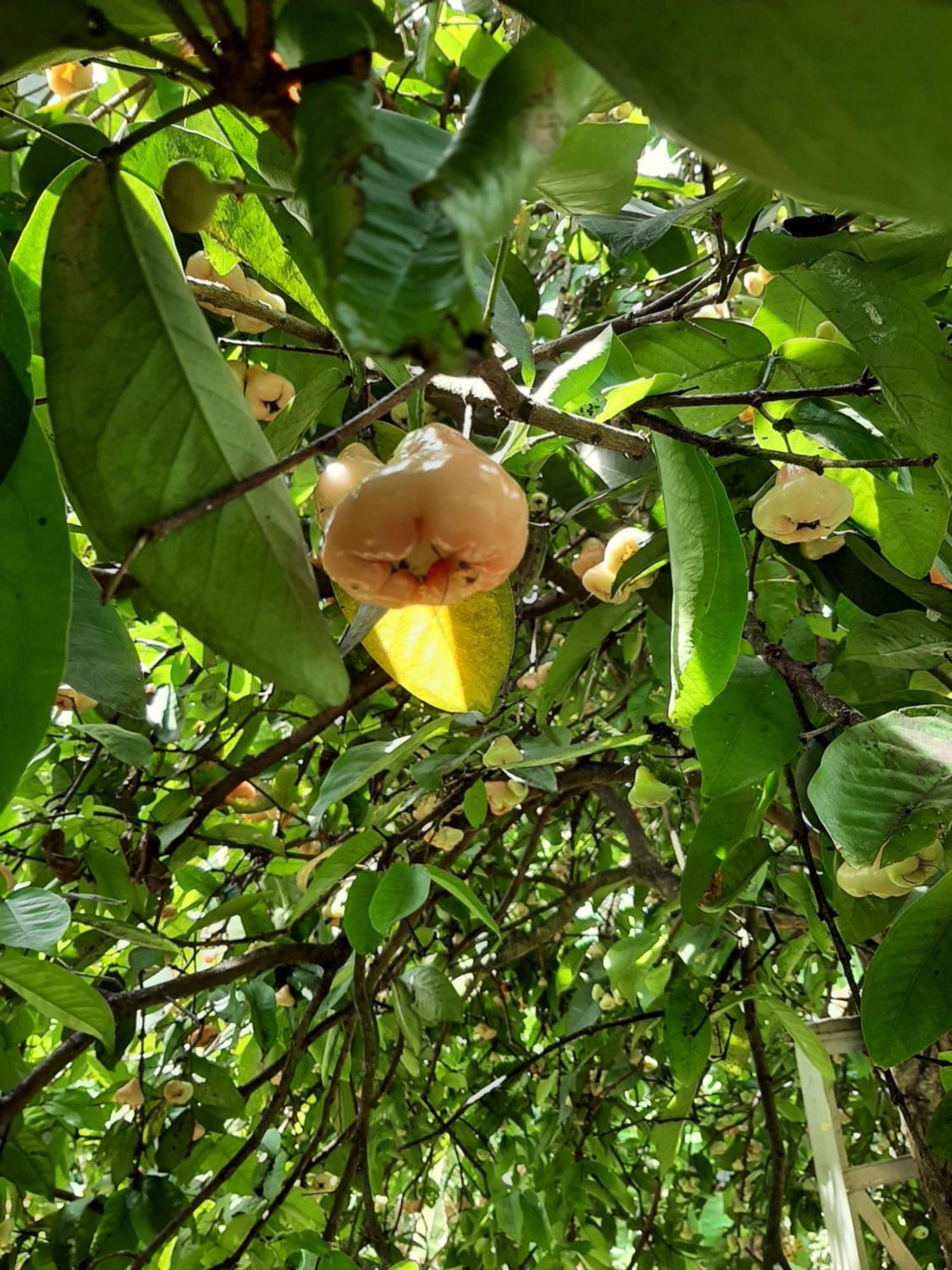 Victoria Views Resort Kandy Digana Εξωτερικό φωτογραφία